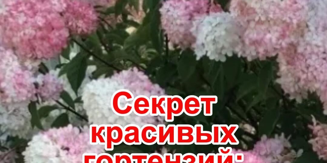 Секрет красивых гортензий и хвойных - коллоидная сера