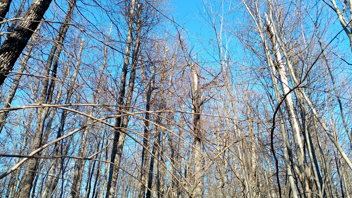 Весенний лес