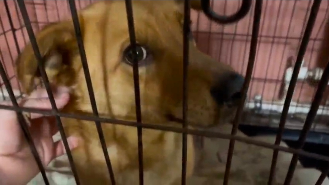 Степашка грустит, ждёт маму - папу.