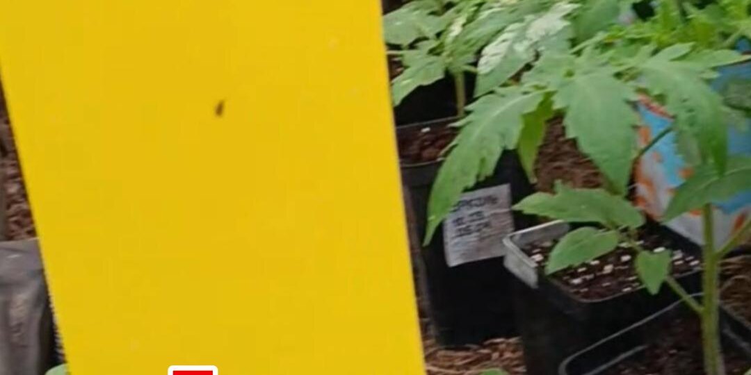 Желтые липкие ловушки - щит от вредителей.