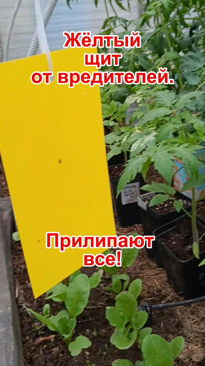 Желтые липкие ловушки