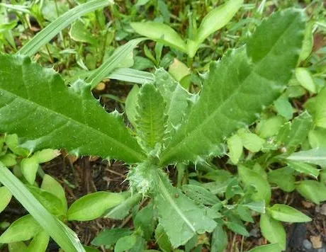 Соль, сода и перец: как я уничтожила сорняки на дорожках без всякой химии