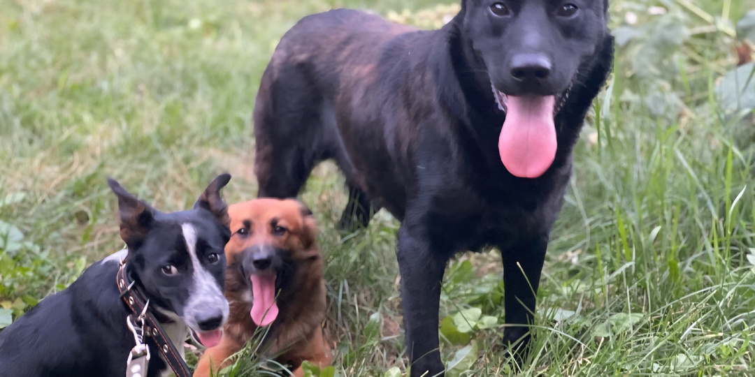 Черный Ангел: 5 лет назад бездомный пес помог мне спасти щенят, а я решила помочь ему