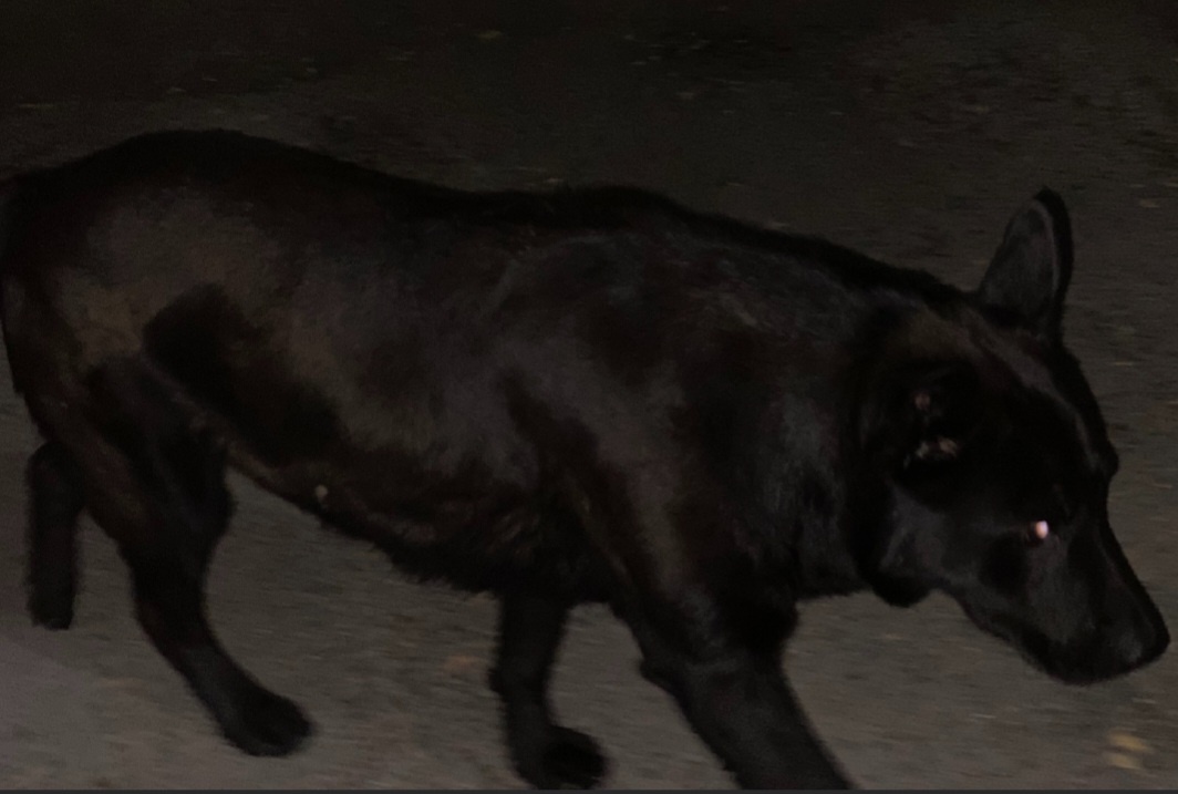 Блэк. Первая встреча ♥️