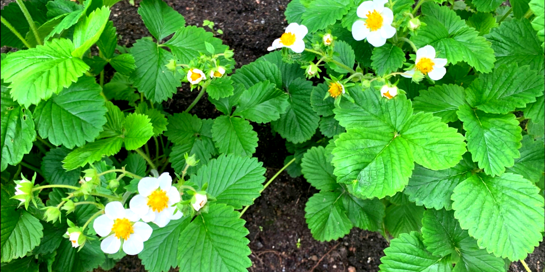 Клубника в апреле: 5 важных дел, чтобы ягоды выросли крупными и сладкими