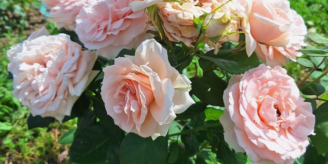 Собираем отзывы о чайно-гибридной розе «Донателла» (Donatella)