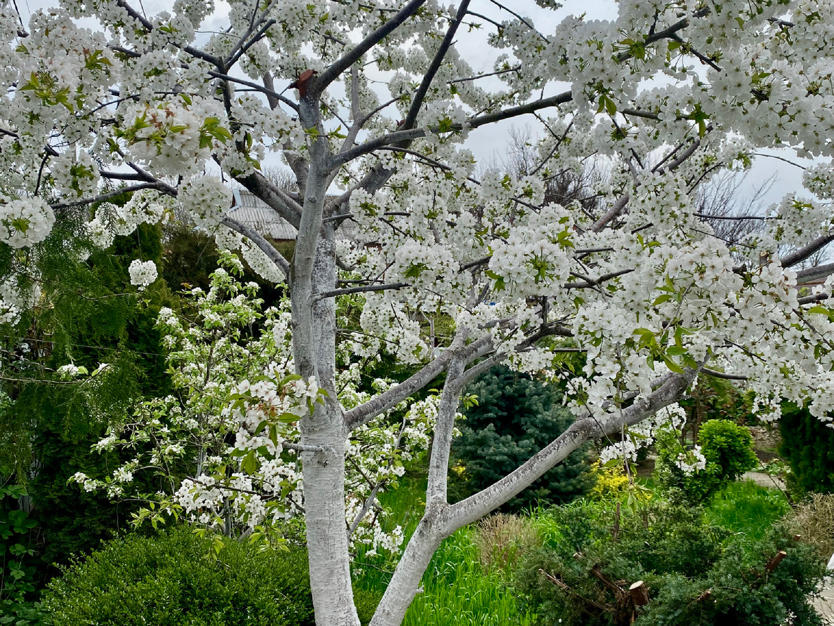 Черешня в цвету
