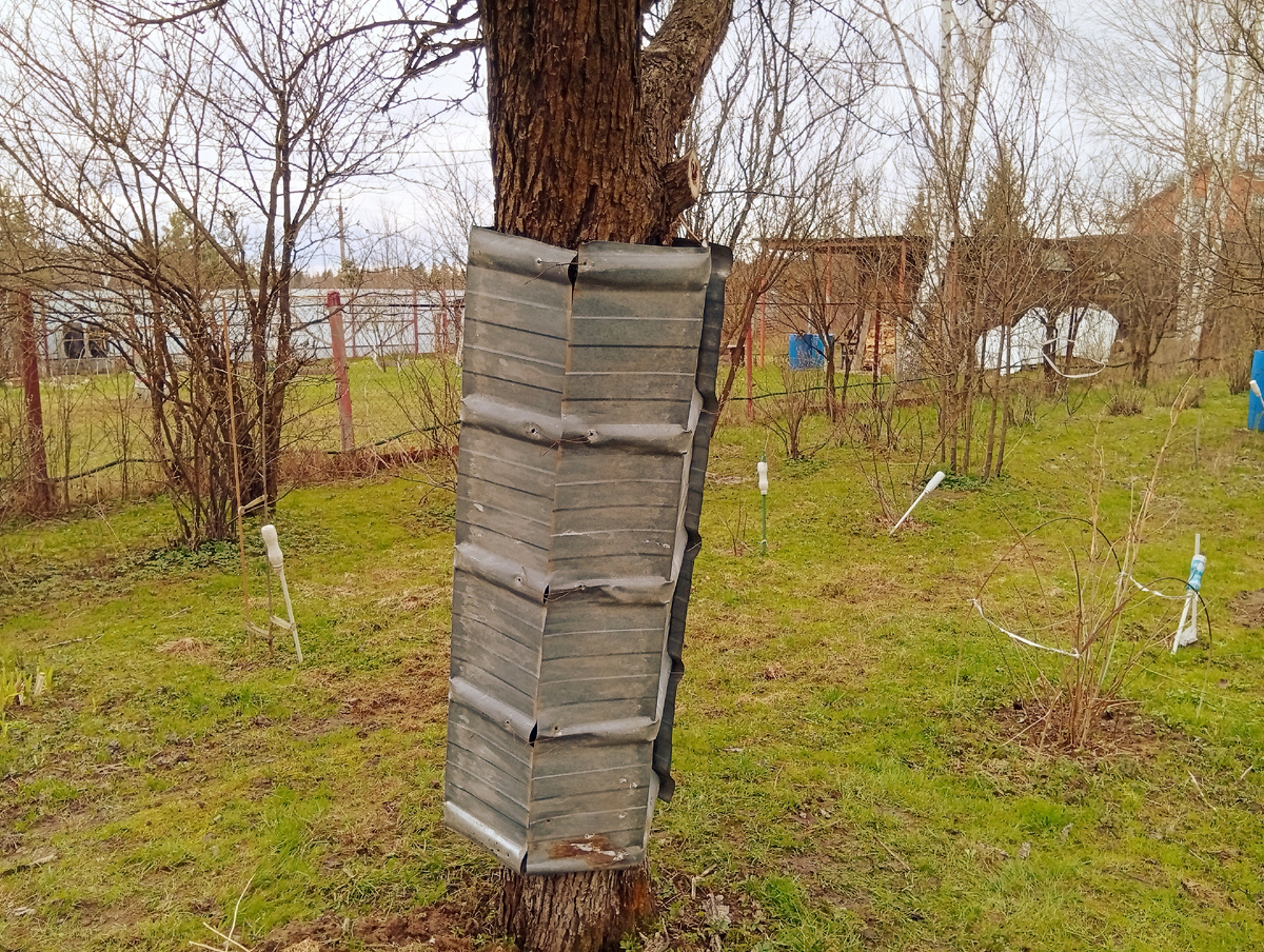 Защита ствола от залазанья кошек на дерево 🌳 сделана из подручного материала и скреплёна проволокой