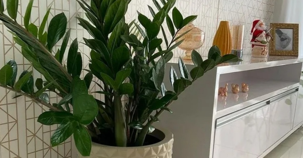 Долларовое дерево. Размножение замиокулькаса.