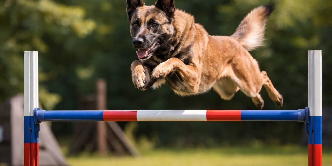 Топ-7 собак-чемпионов по прыжкам: лучшие прыгуны в собачьем мире