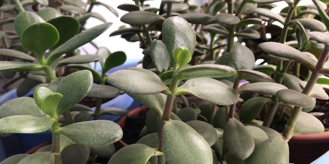 В апреле толстянка только этого и ждет: 1 таблетка в воду - и даже сонная крассула рвется в рост