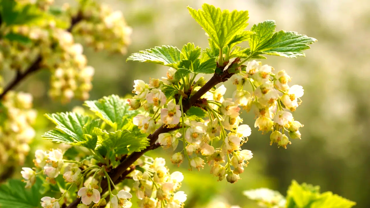 смородина весной