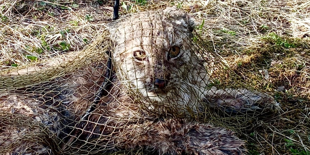 Охотоведы спасли истощенную рысь в Ленобласти