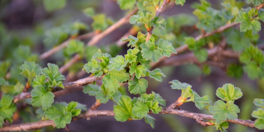 "Крыжовник распустил листочки": проведите 3 обязательные процедуры для хорошего роста и богатого урожая