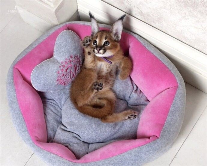 Фотография из интернета