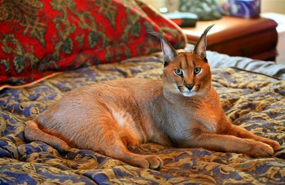 Фотография из интернета