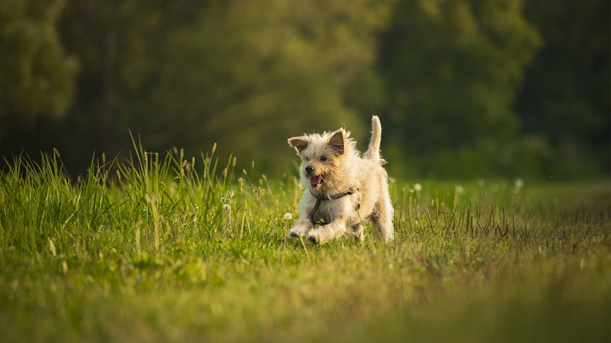    Таблетки и капли от клещей — два лучших варианта защиты собаки от паразитов в весенне-летний сезон