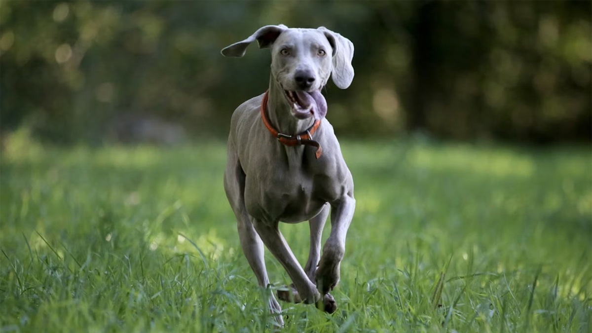    Таблетки от клещей более универсальны, чем капли