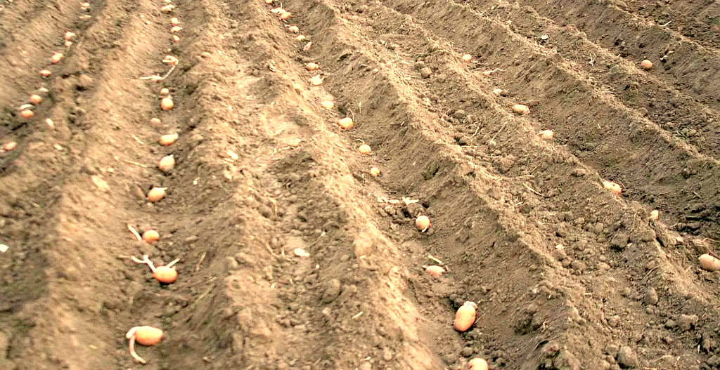 посадка картофеля