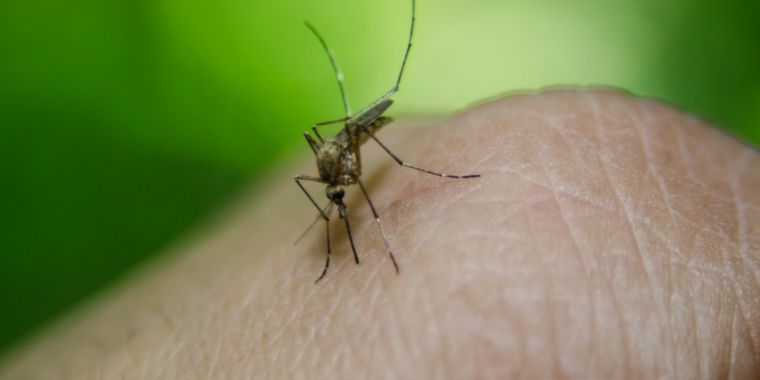 Комары-убийцы атакуют туристов на Бали