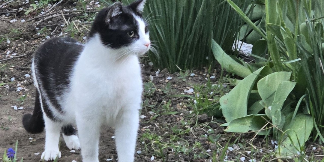 Котик Туман ищит Дом