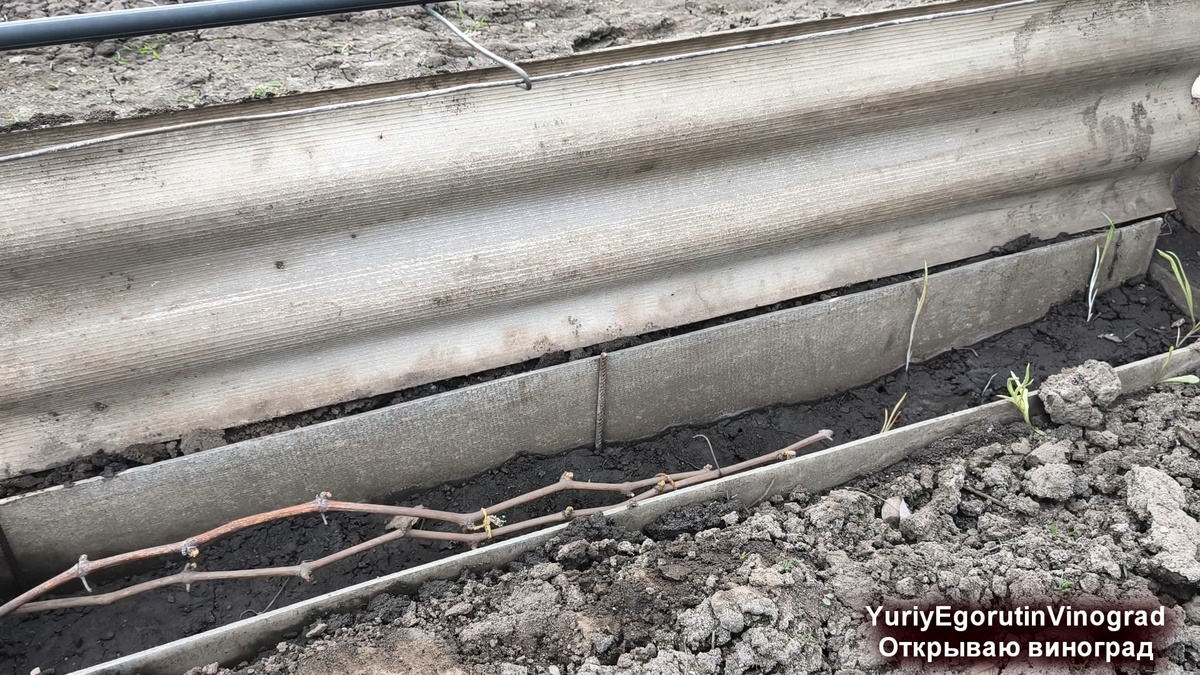 Состояние лозы под укрытием 13 апреля.