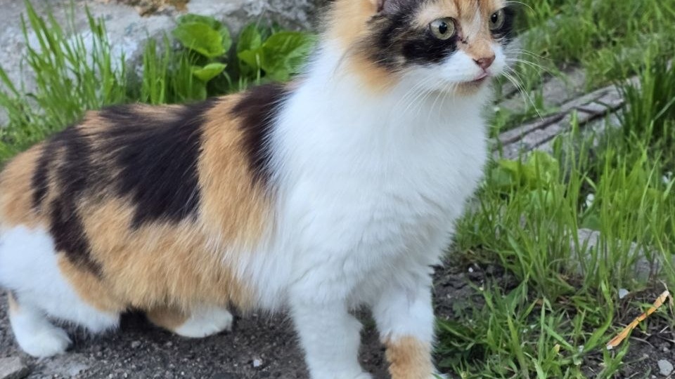 Кошечка Муся ищит Дом