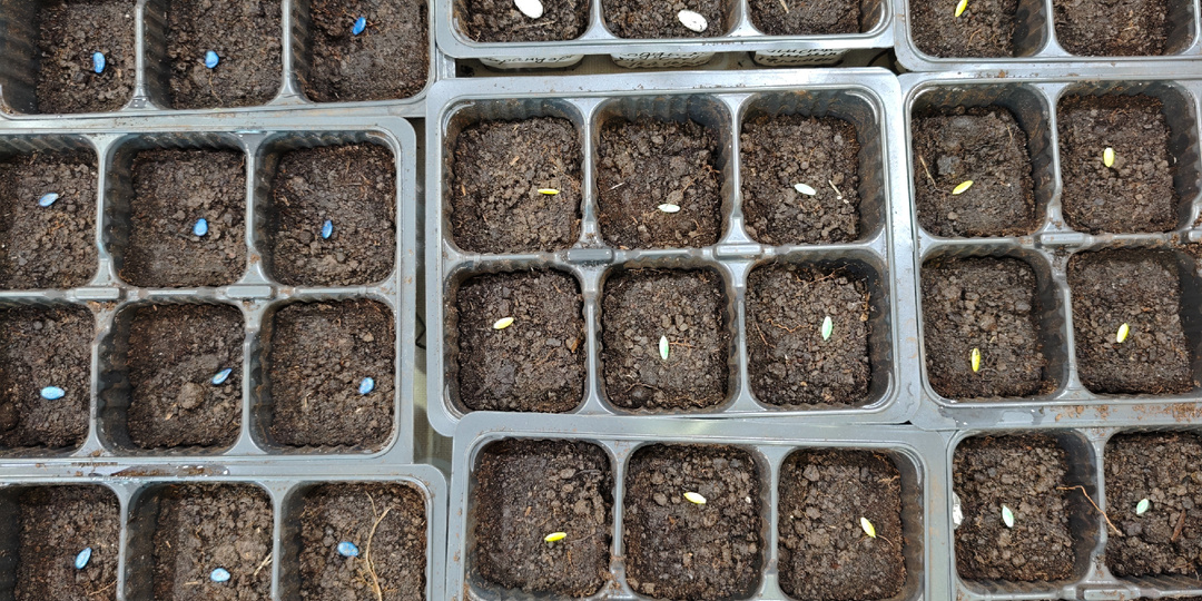 Посеяла огурцы, арбузы и дыни. 17 апреля