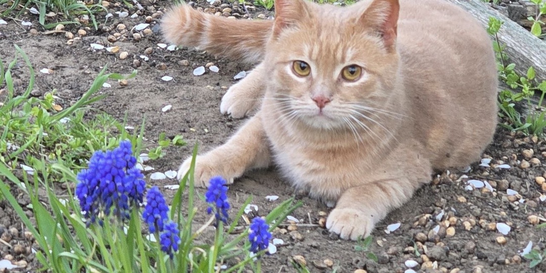 Котик Перс ищет дом