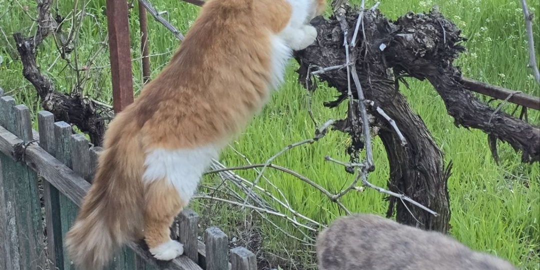 Котики на прогулке