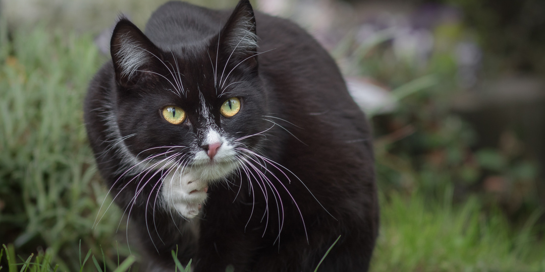 Последняя надежда