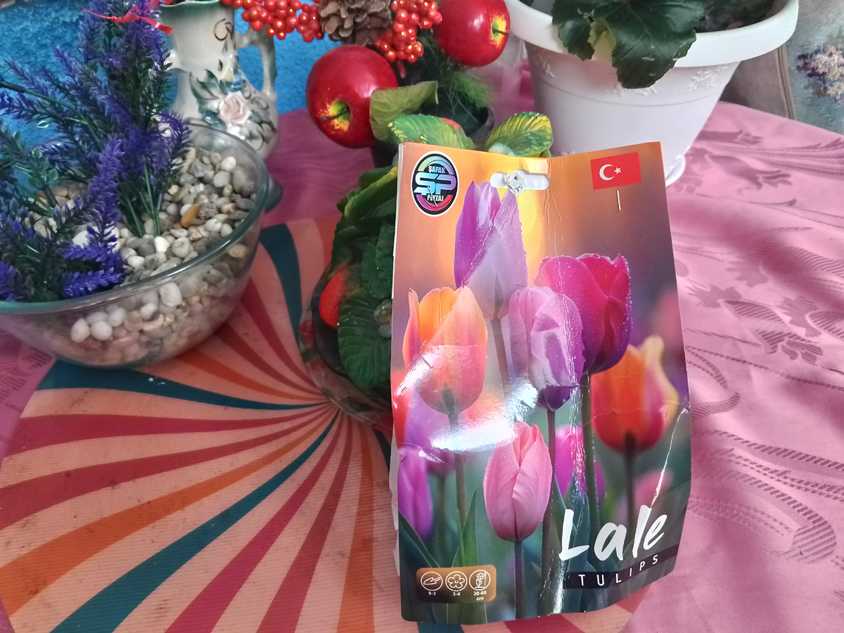 Фото автора, тюльпаны из Турции