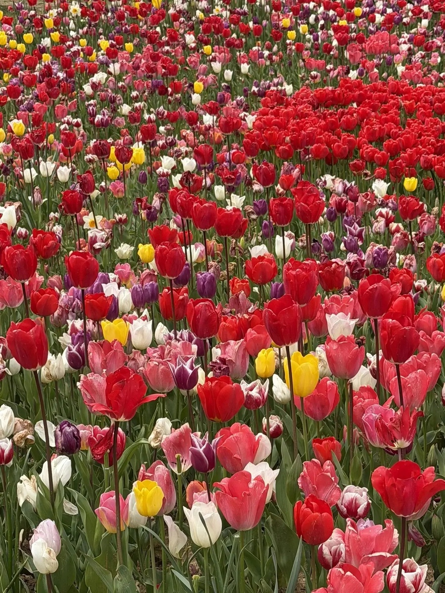 Фото автора, фестиваль тюльпанов в Стамбуле