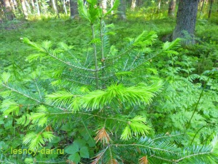 Пихта сибирская – самая русская из пихт