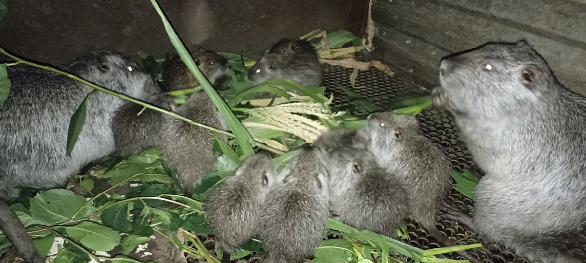 Семья нутрий