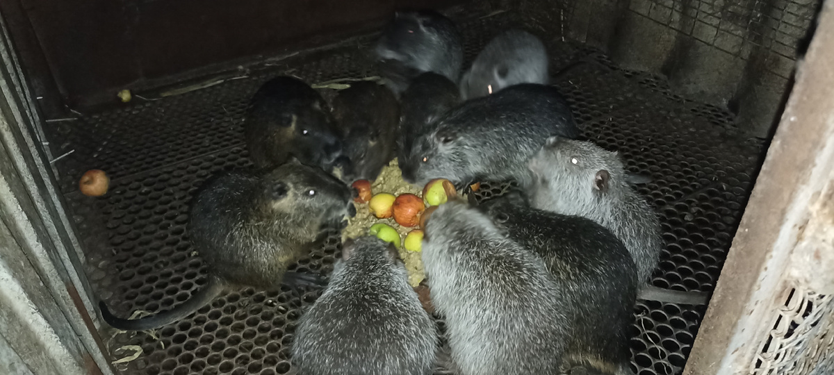 Нутрии цвет серебро и стандарт (коричневые)