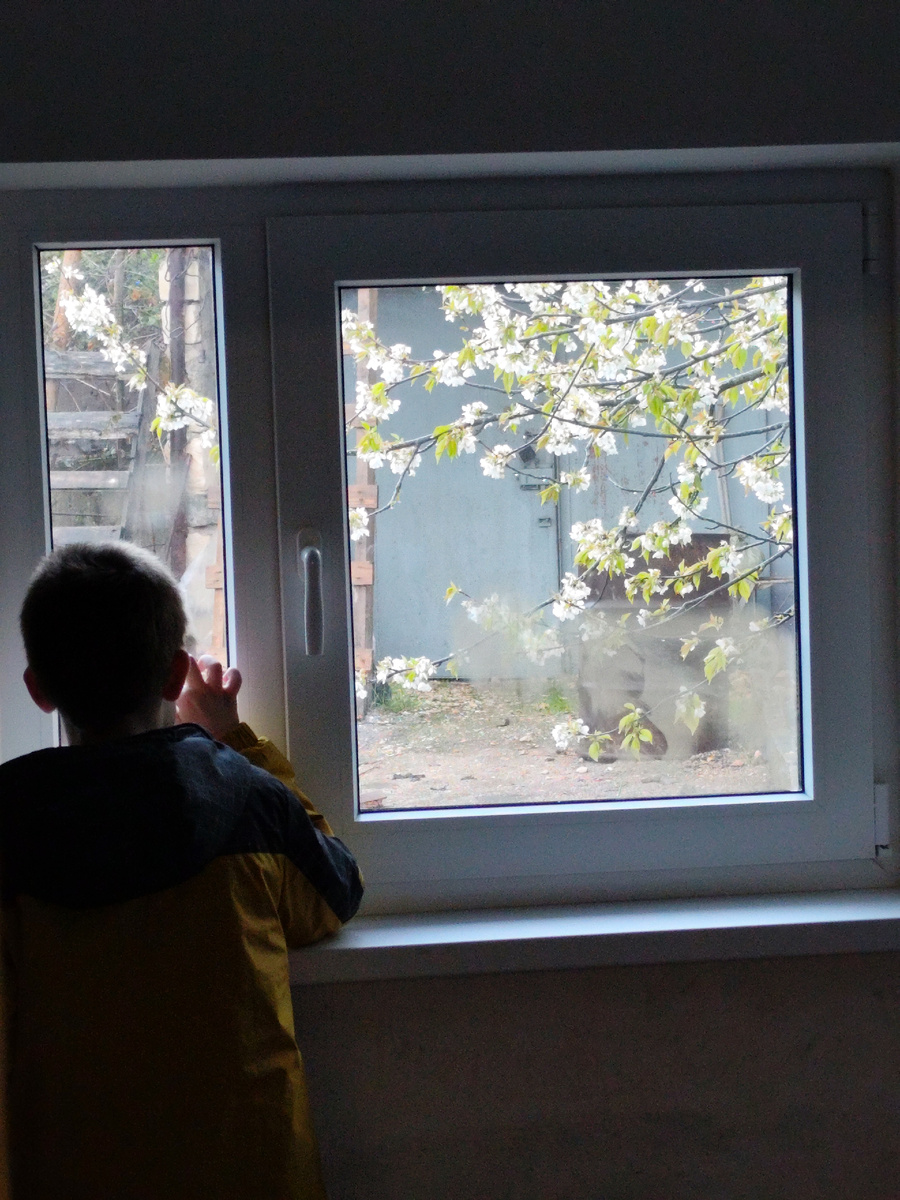 12 апреля 2025 года уже цвела черешня