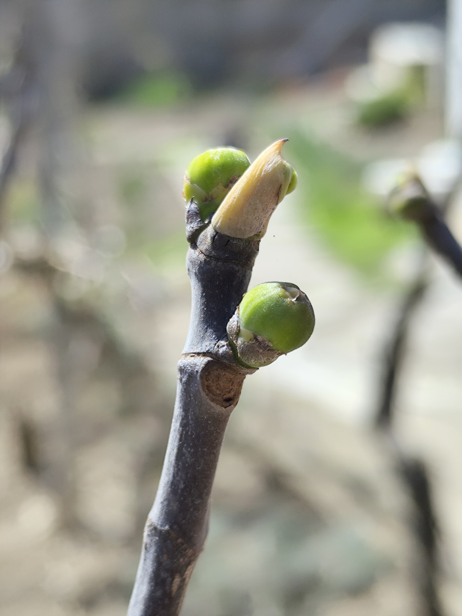 Люблю именно этот сорт, зелёный инжир. А местные считают что черный круче.