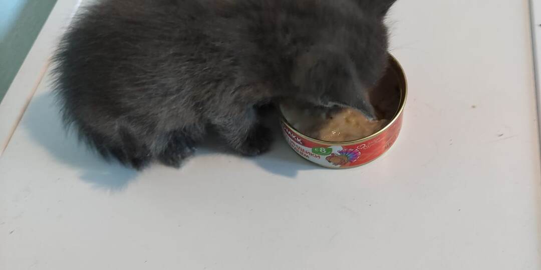 У нас новенький, Шрек или Шурик.