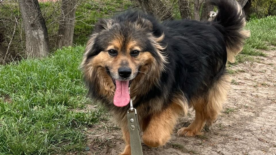 Приезжайте на лучший в мире сеанс психотерапии ❤️❤️❤️Собачий разумеется