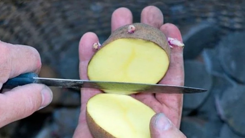 Пойдет для посадки