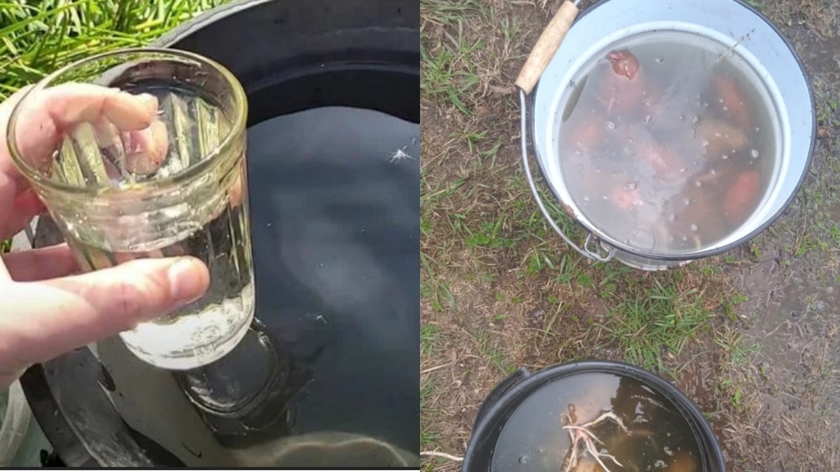 Те, что всплыли, откладываем. Те, что на дне, идут в посадку