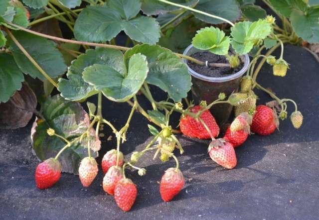 Земляника под черной пленкой. Не все так однозначно!