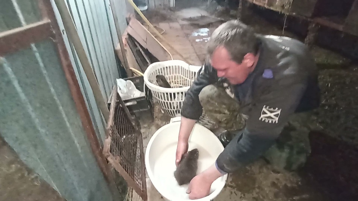 Купаем нутрят в растворе креолина 