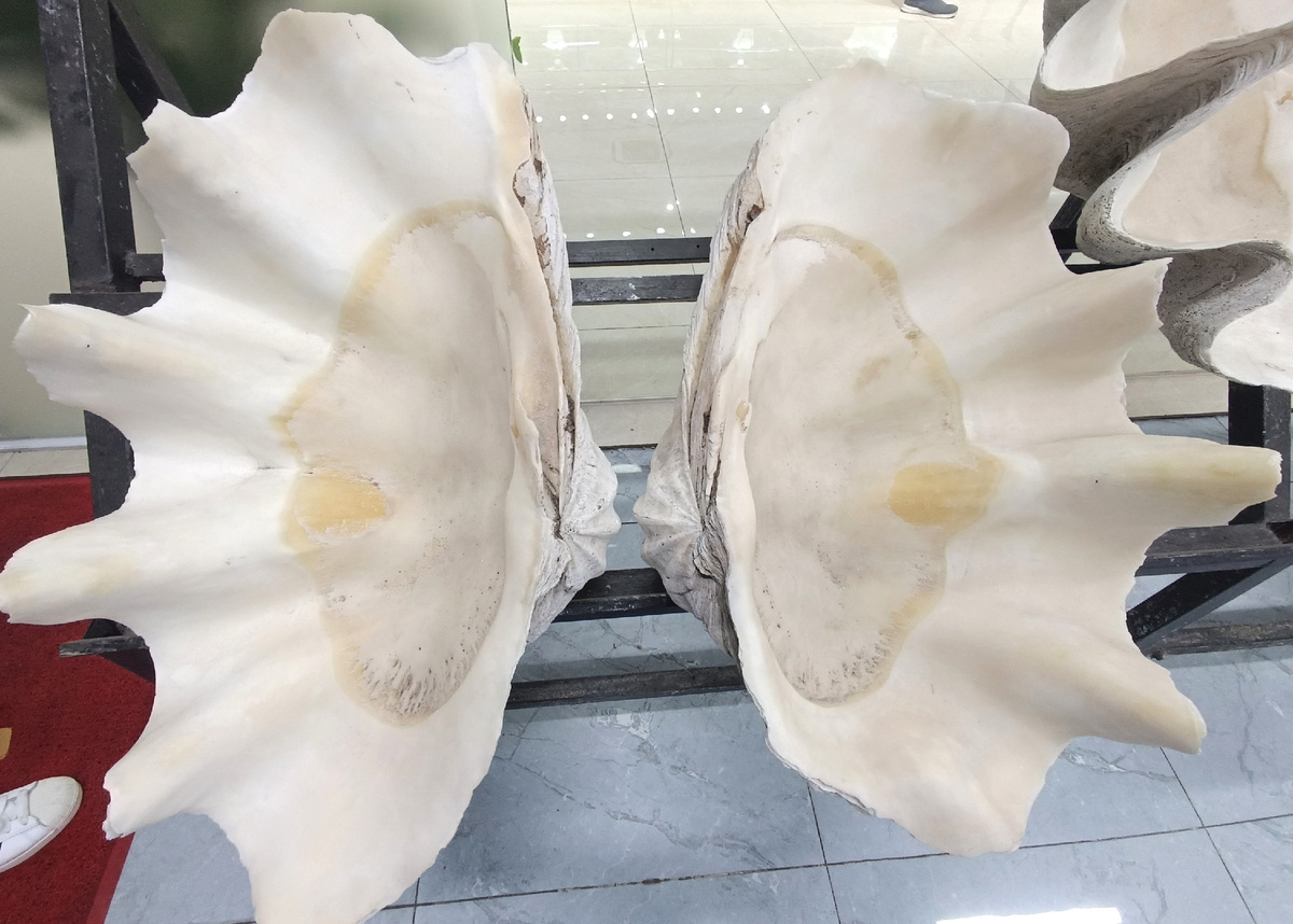 Огромная раковина моллюска на жемчужной ферме