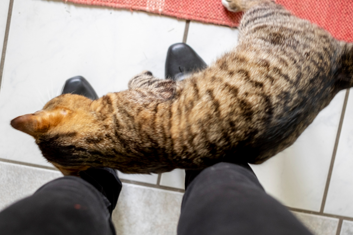 Кошка трётся о ноги 