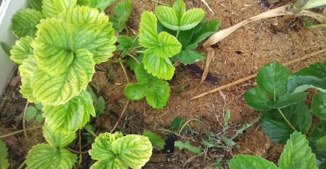 Зола для растений: польза и вред для 8 культур, которые есть на любой даче