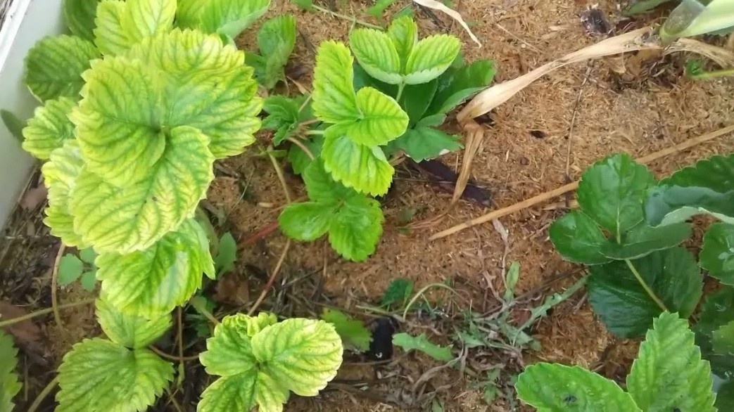 Вот как выглядит хлороз: лист желтеет, а жилки остаются зелеными. Это не болезнь — это голодание из-за сдвига кислотности