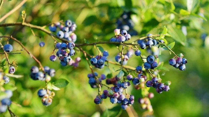 Голубика требует кислого грунта с pH не выше 4,5. Зола рядом с такими кустами — прямой путь к потере посадки.