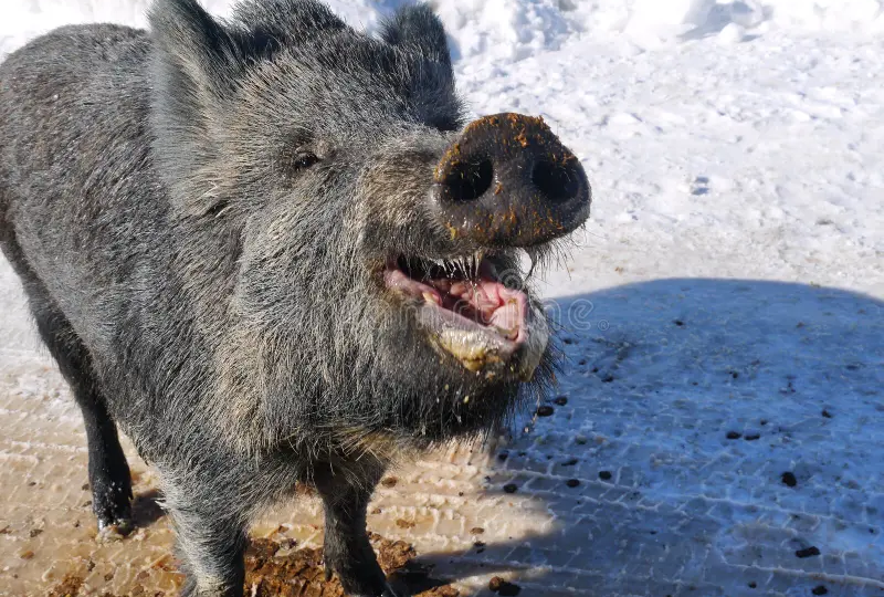 В Германии подстрелили три тысячи радиоактивных кабанов